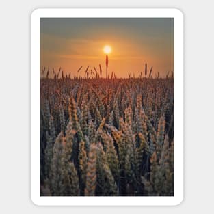 summer sun above the wheat field Sticker